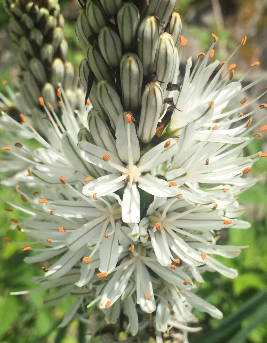 Асфодель цветок фото