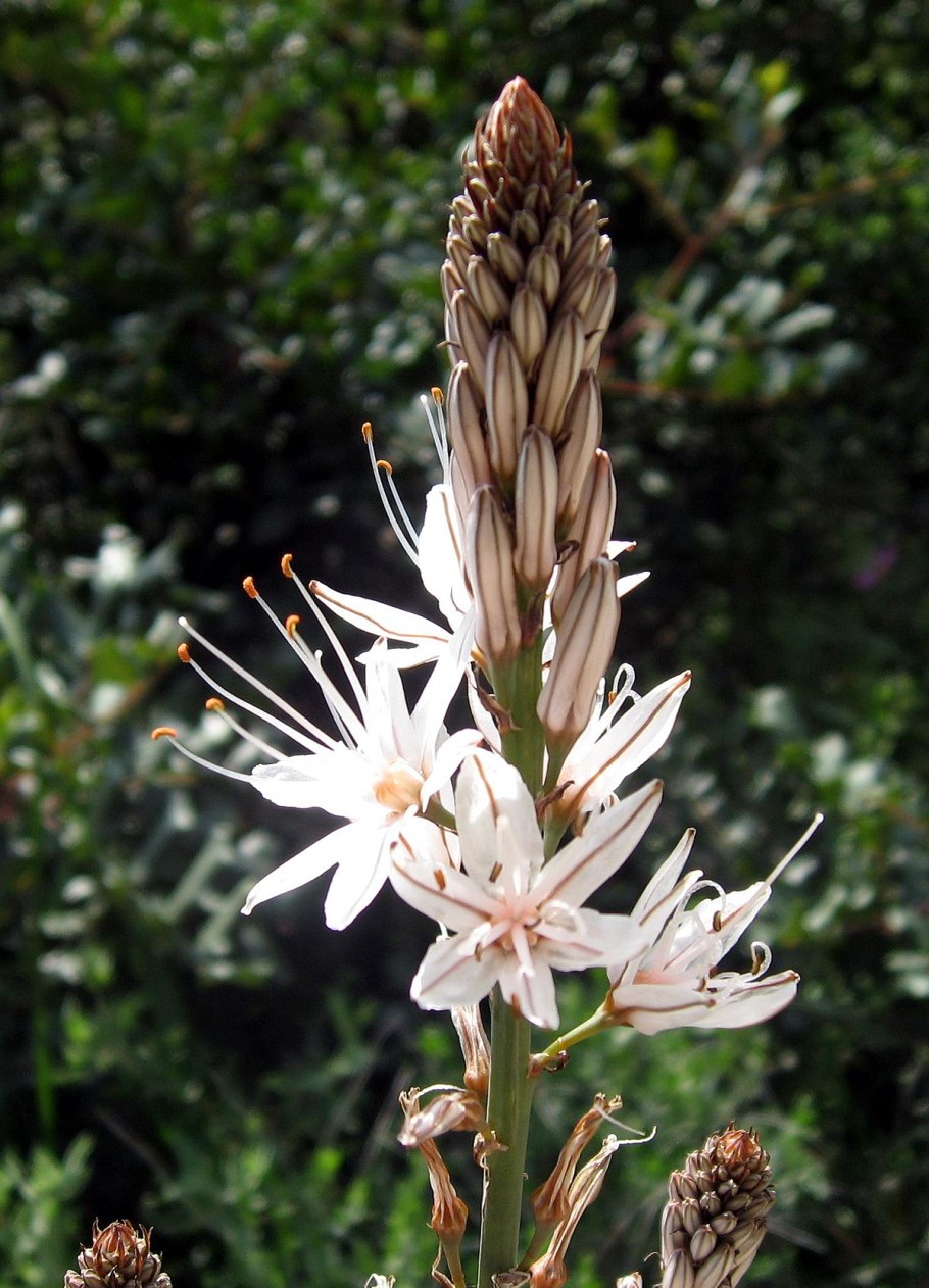 Гарри Поттер Асфодель цветок