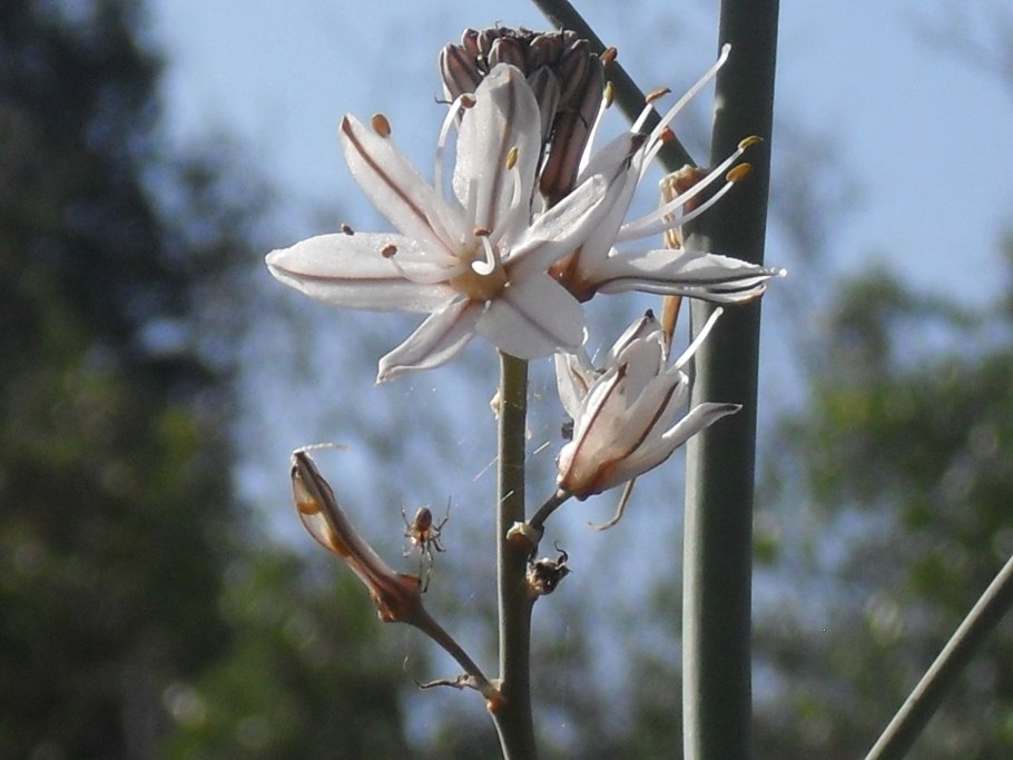 Асфодель цветок смерти