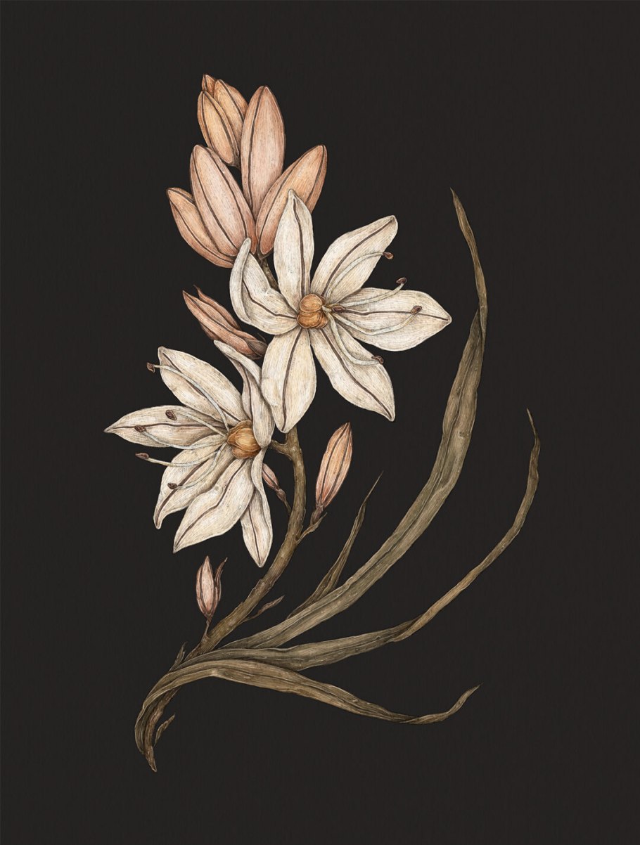 Асфодель и Лилия