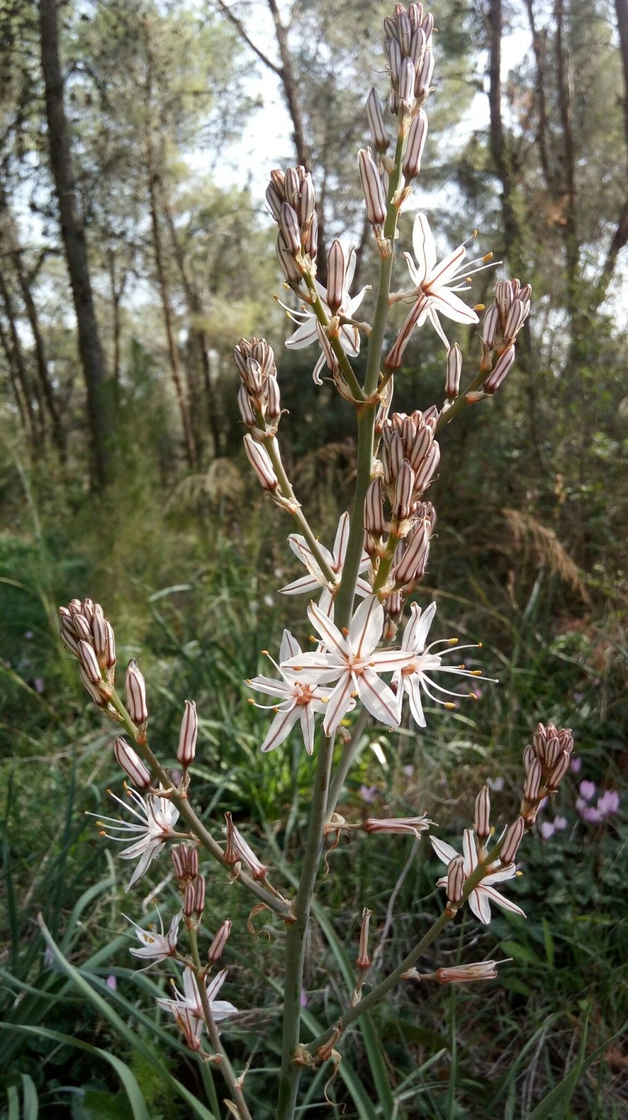 Болотный Асфодель