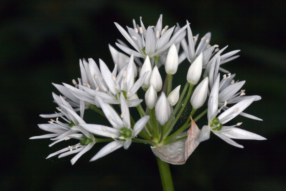 Вальд цветок белый