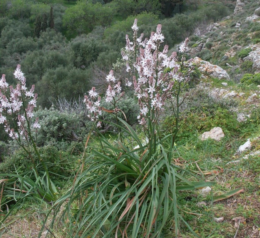 Асфодель цветок Персефона