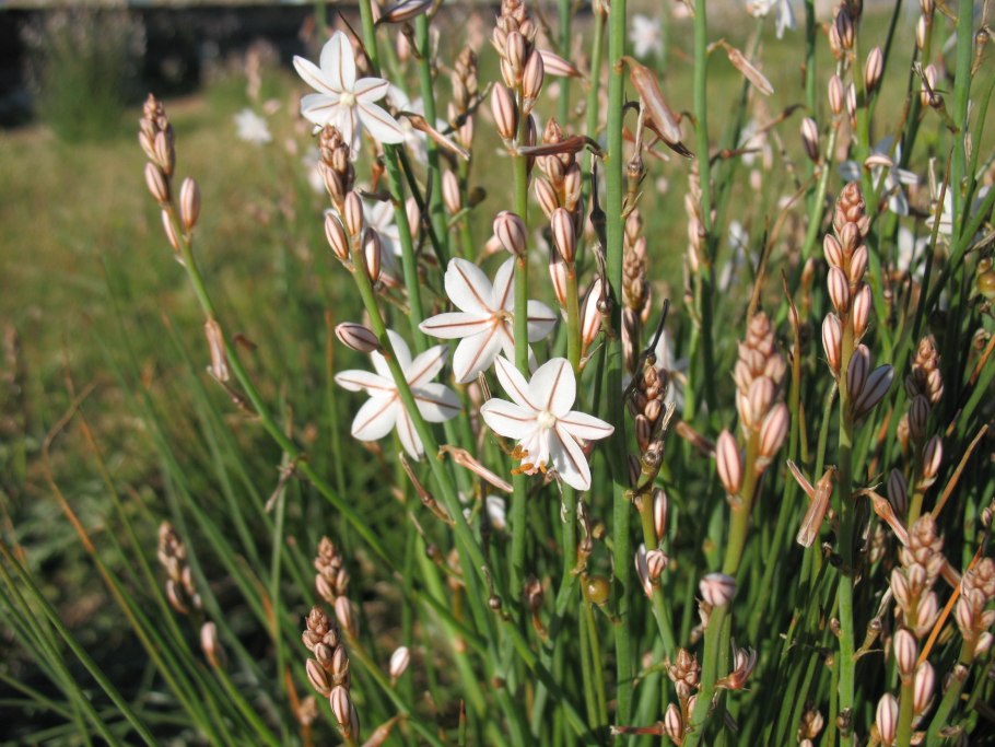 Асфодель мифология Греция