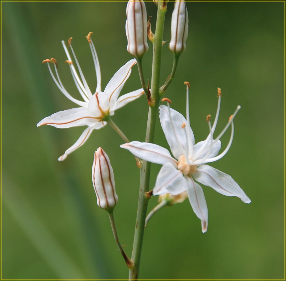 Асфодель дикий тюльпан