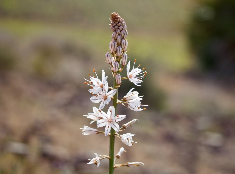Асфодель цветок смерти