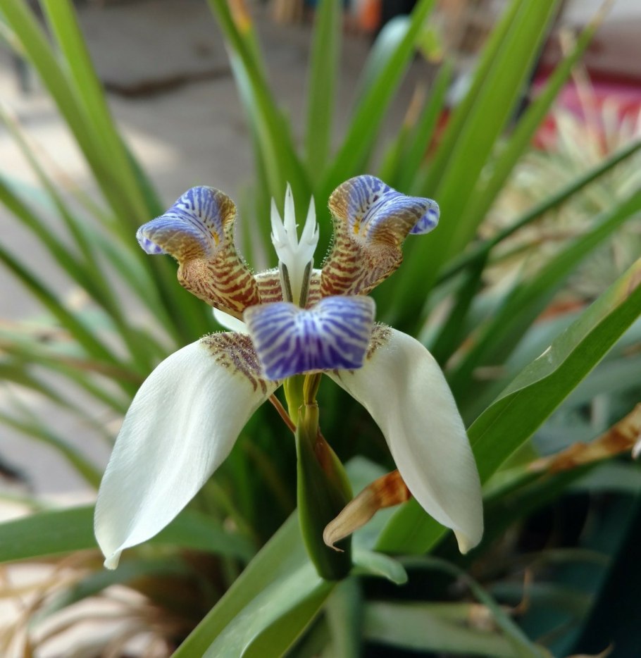 Ирис неомарика