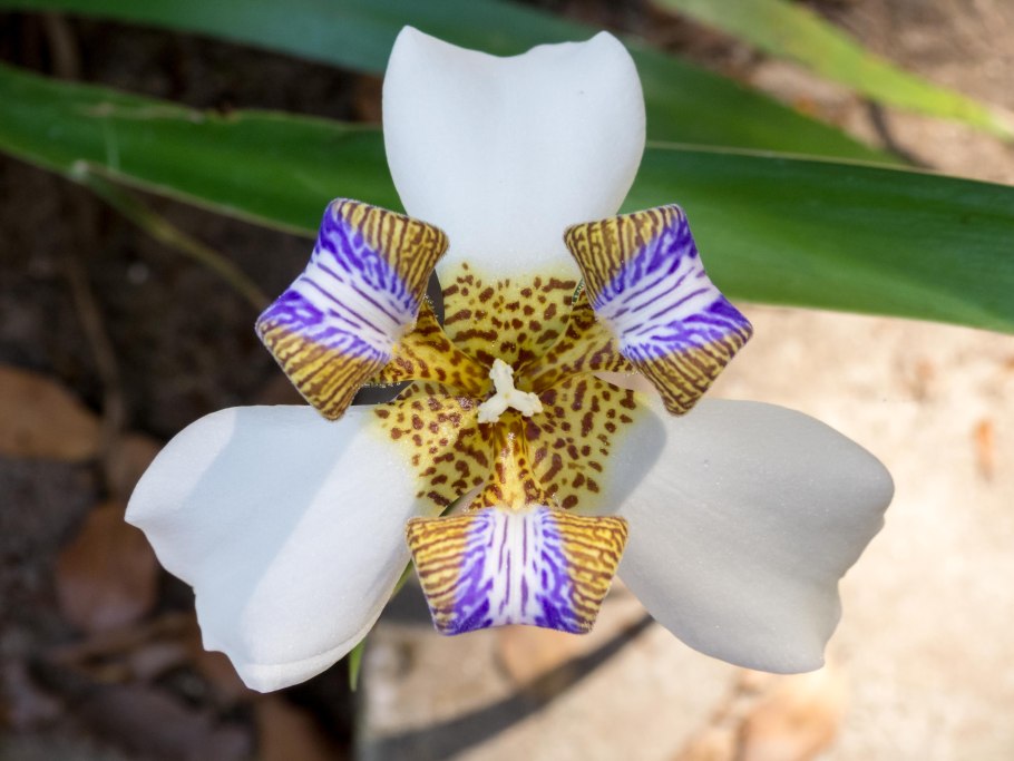 Ирис неомарика