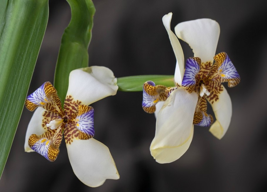 Неомария шагающий Ирис