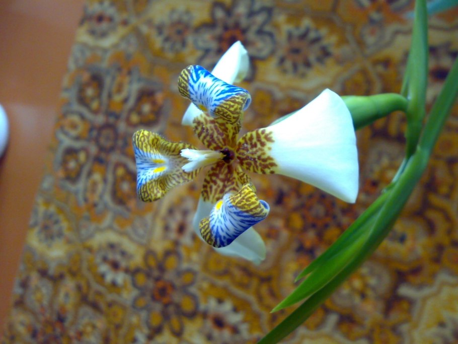 Ирис комнатное растение