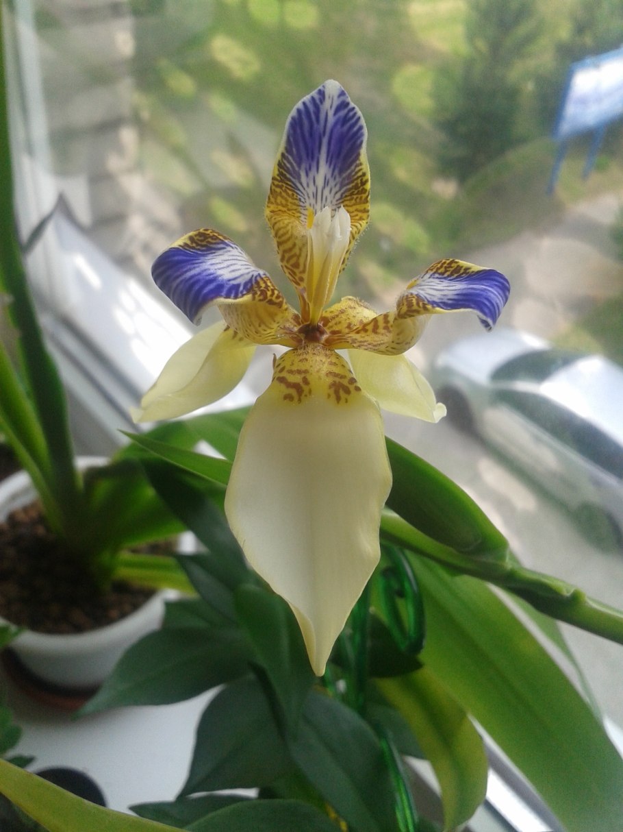 Неомарика шагающий Ирис