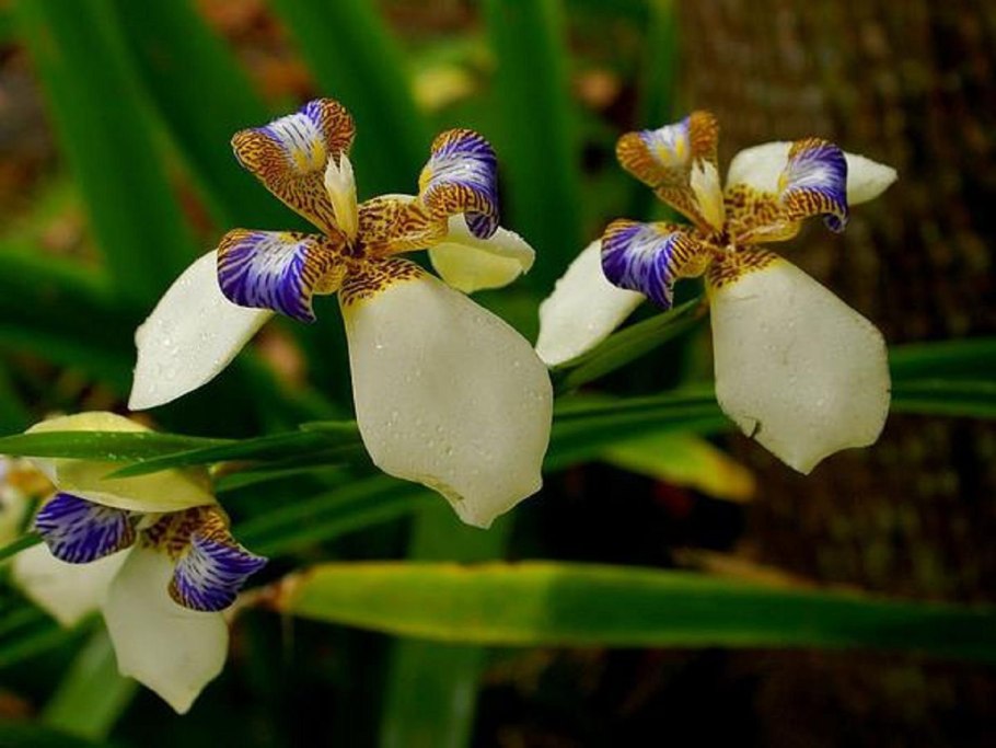 Ирис неомарика