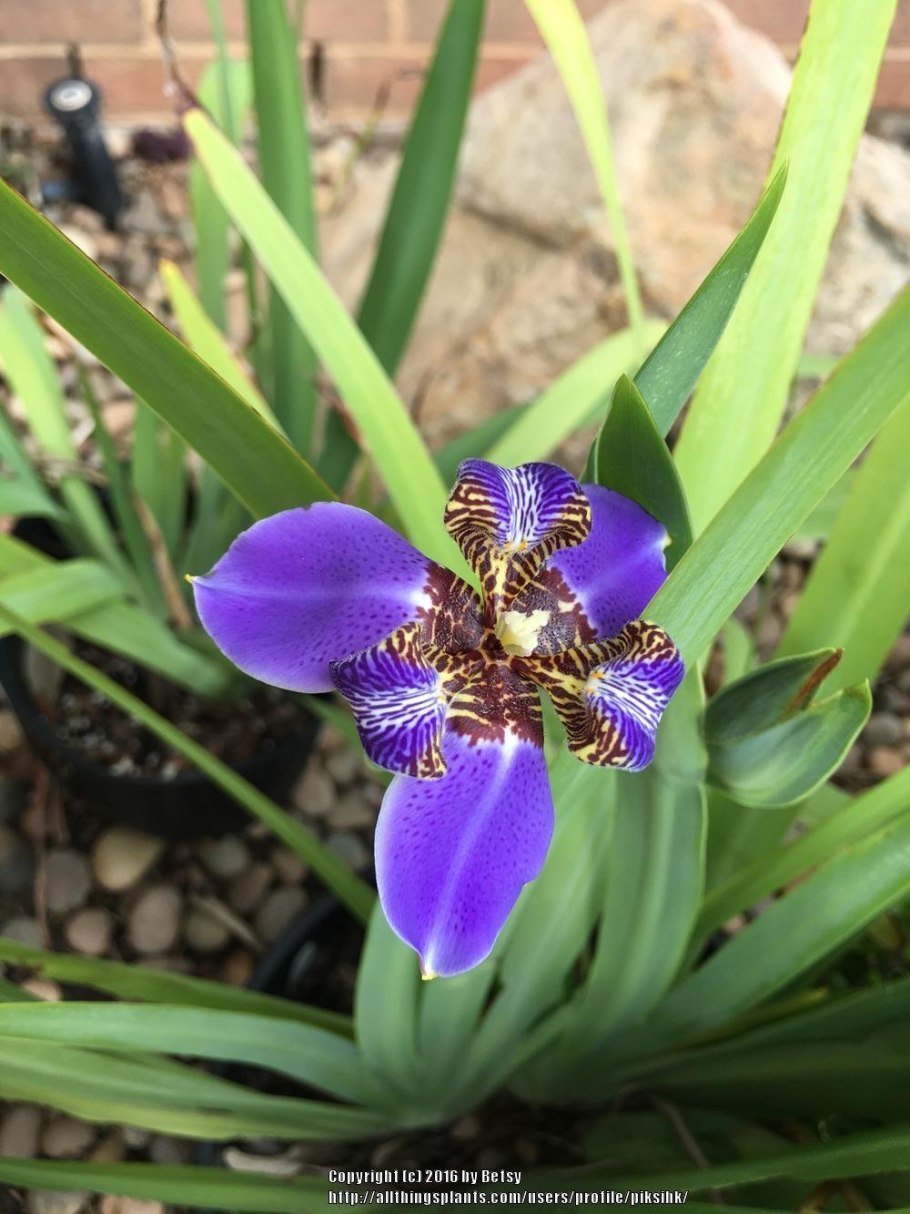 Комнатный Ирис неомарика