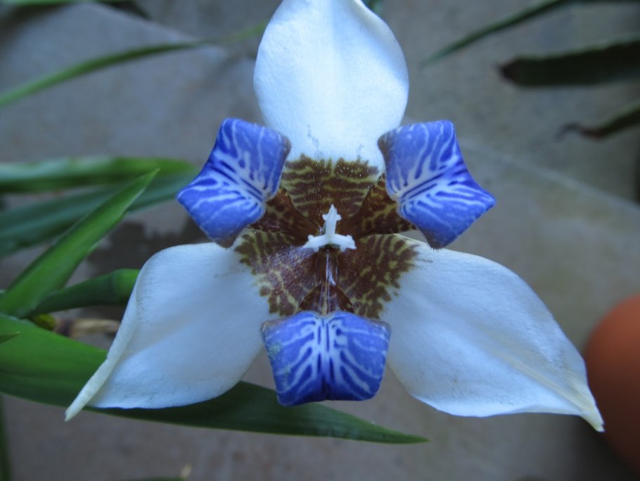 Ирисы луковичные в горшке