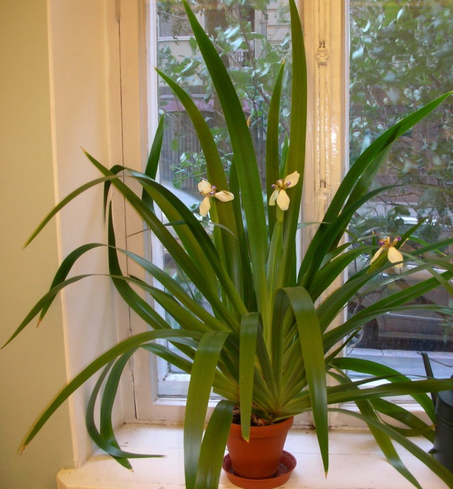 Ирис change of Pace