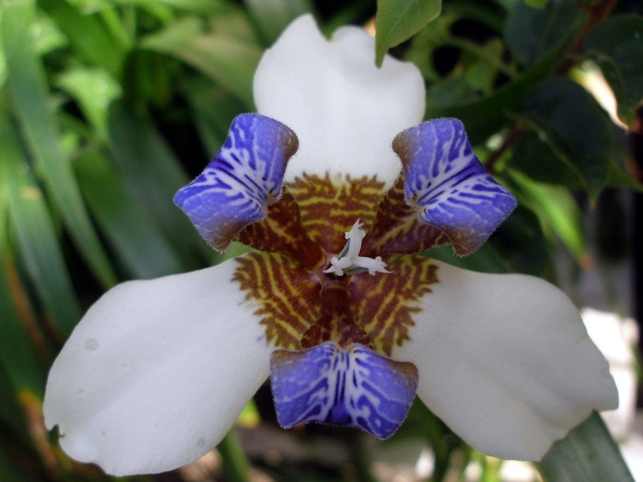 Неомарика в природе