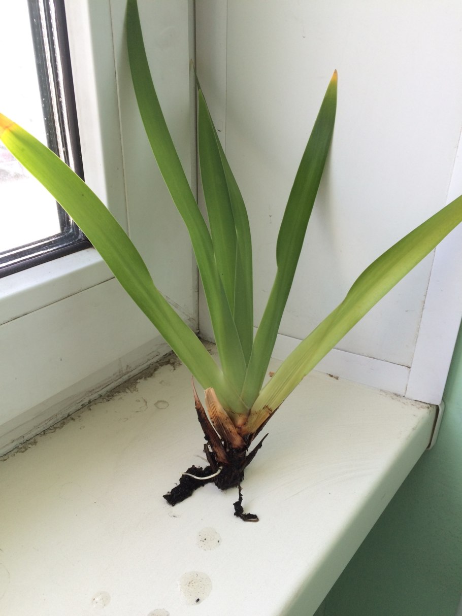 Неомарика шагающий Ирис