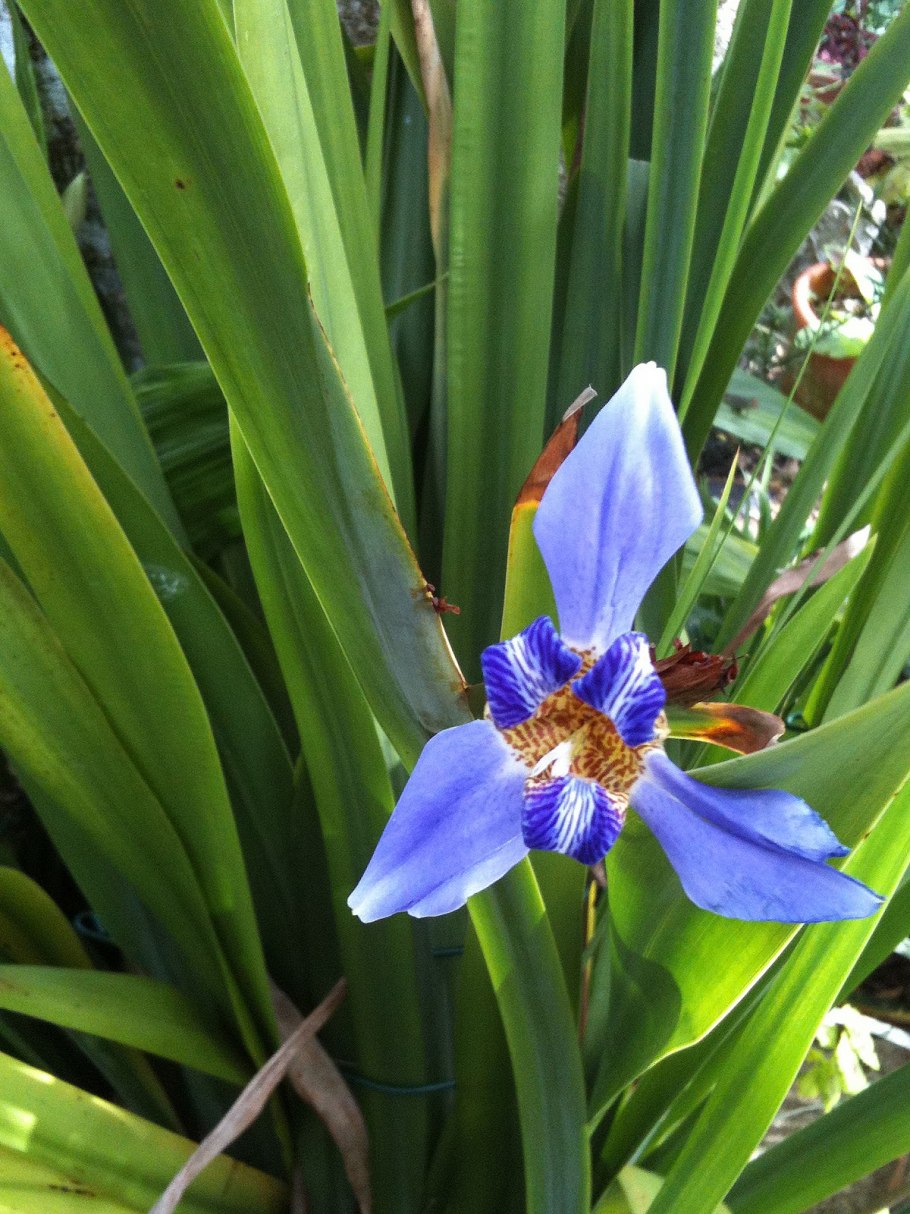 Ходячий Ирис неомарика