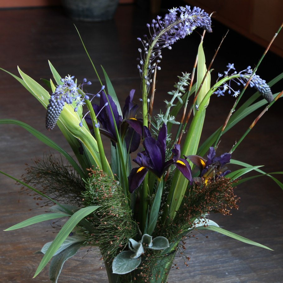 Неомарика шагающий Ирис размножение