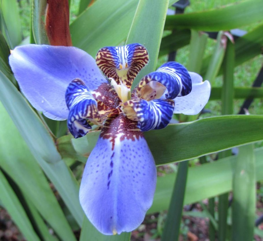 Ирис Петушки цветы