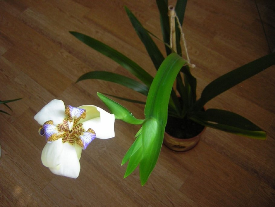 Ирис голландский выгонка