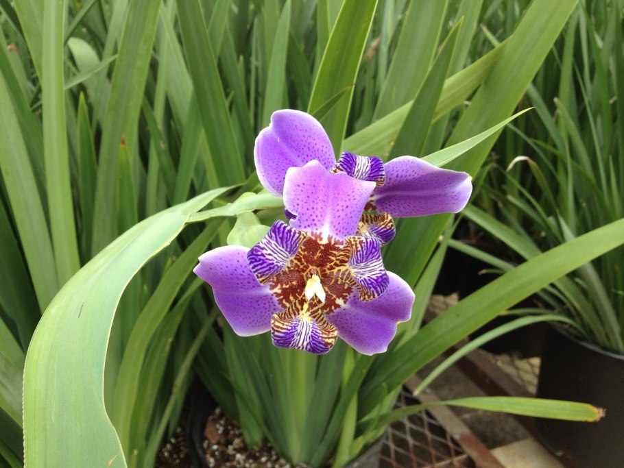 Неомарика шагающий Ирис