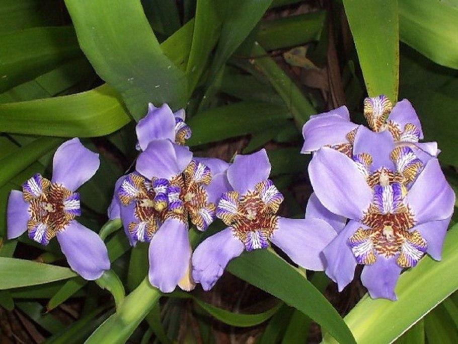 Ирис неомарика