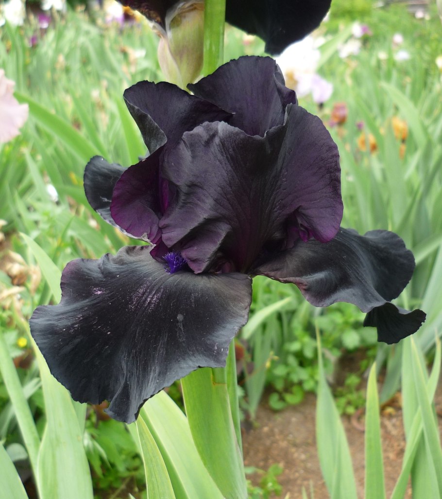 Цветок похожий на Ирис