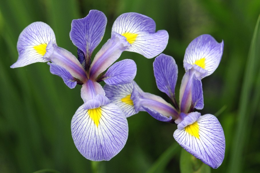 Апостольский Ирис