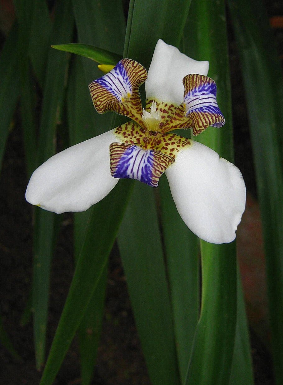 Неомарика или шагающий Ирис