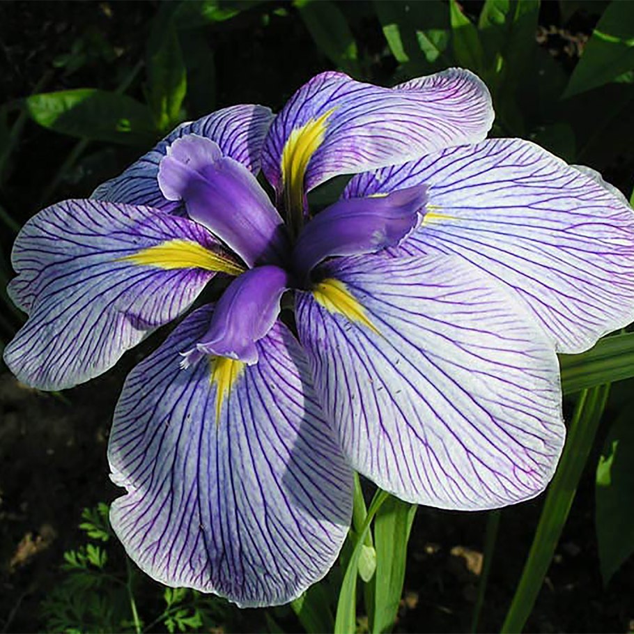 Ирис мечевидный грейвудс катрина