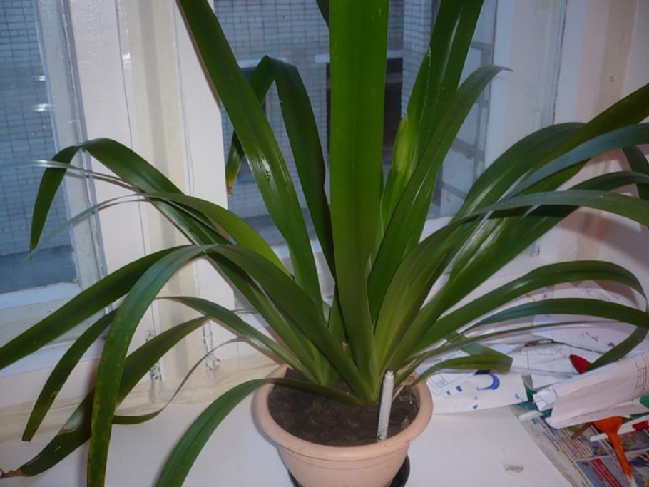 Ирис пегалетта