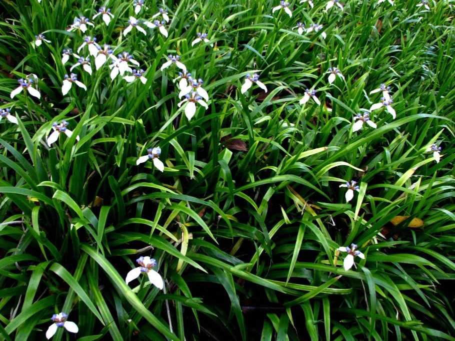 Ирис мечевидный Каприсиан Баттерфляй