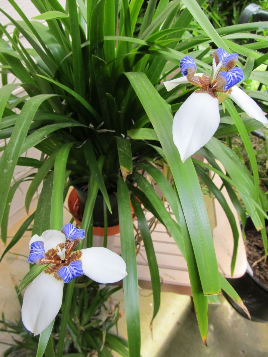 Ирис неомарика