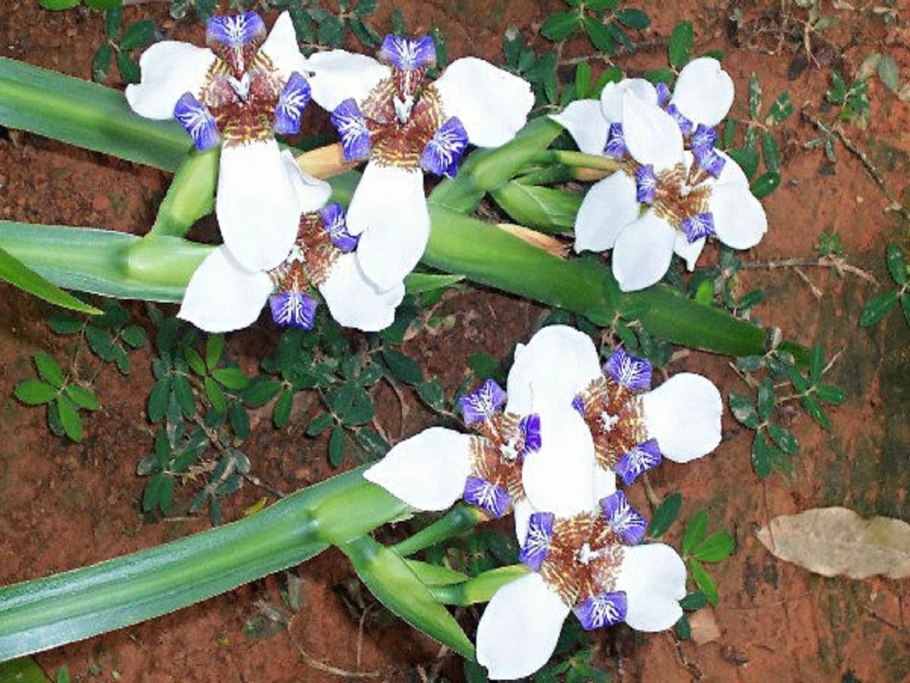 Ирис неомарика