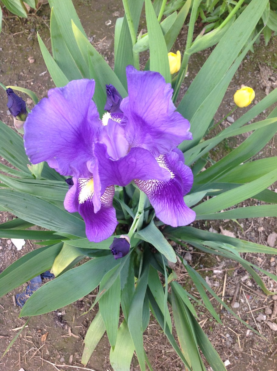 Комнатный Ирис неомарика