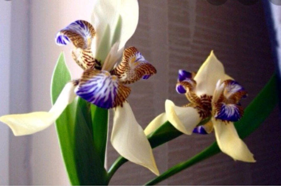 Ирис шагающий Ирис неомарика