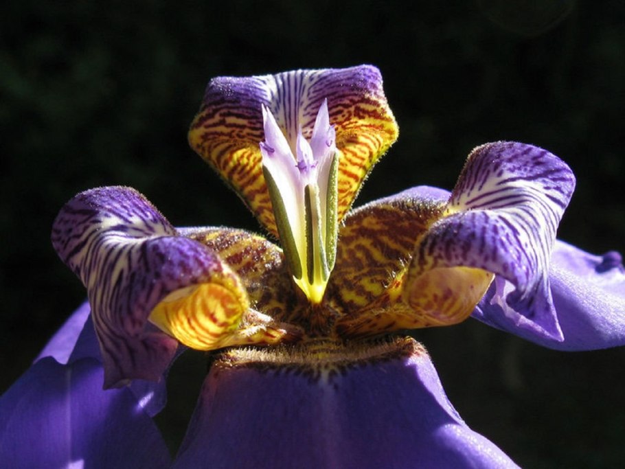 Комнатный Ирис неомарика