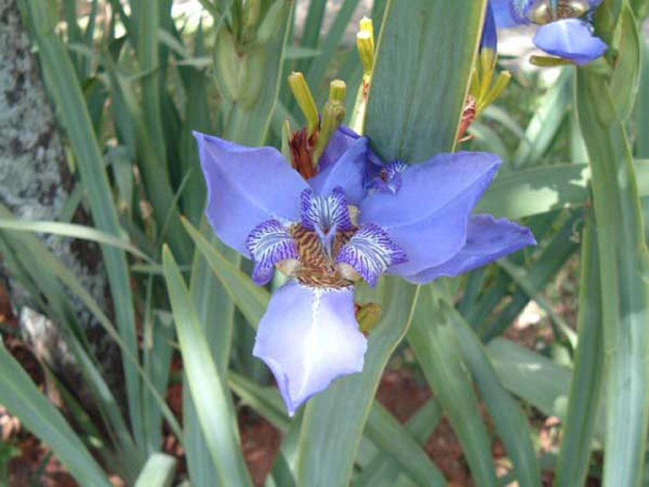 Комнатный Ирис неомарика