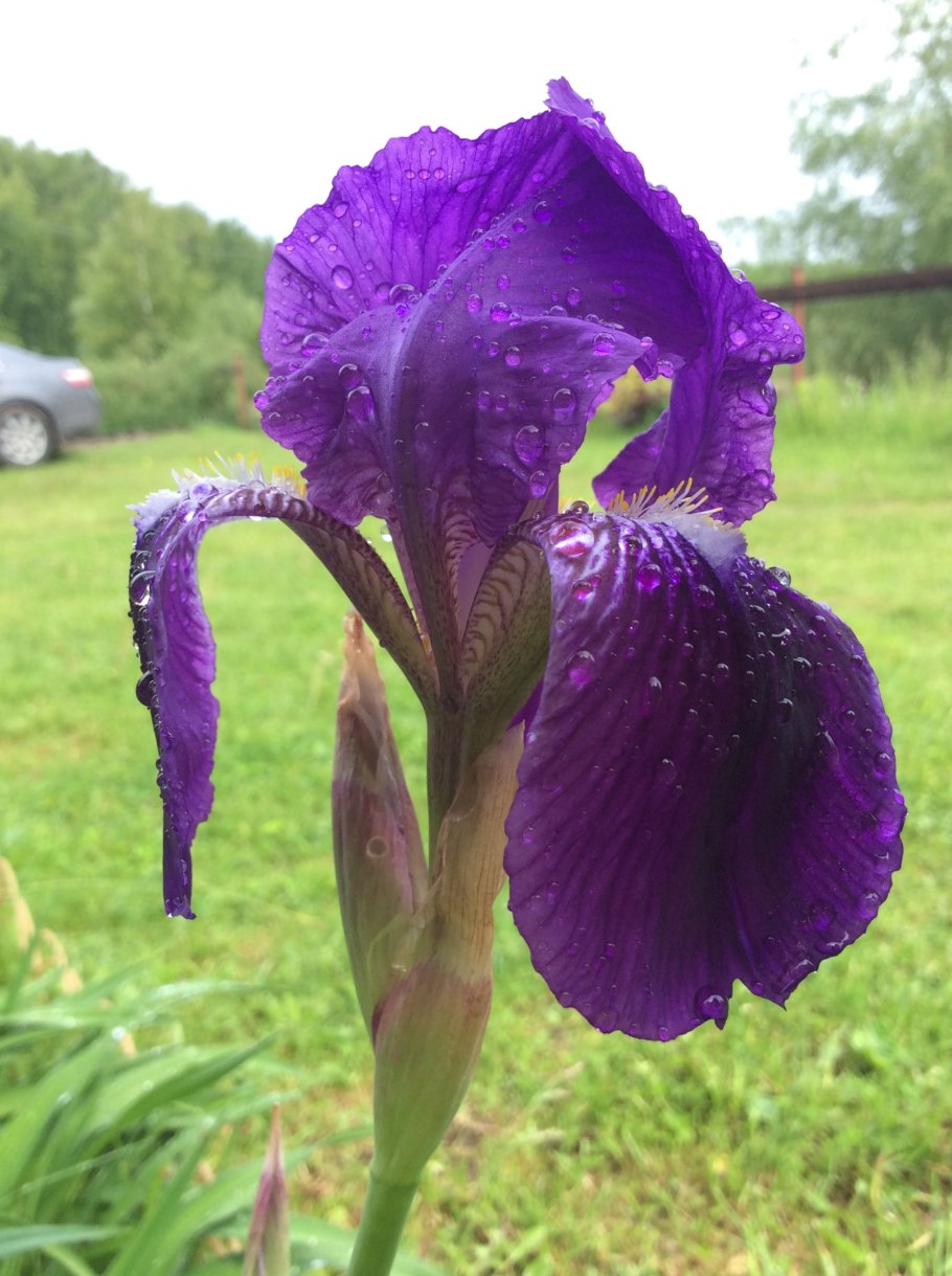 Неомарика стройная