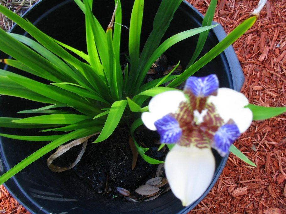 Шагающий Ирис комнатный