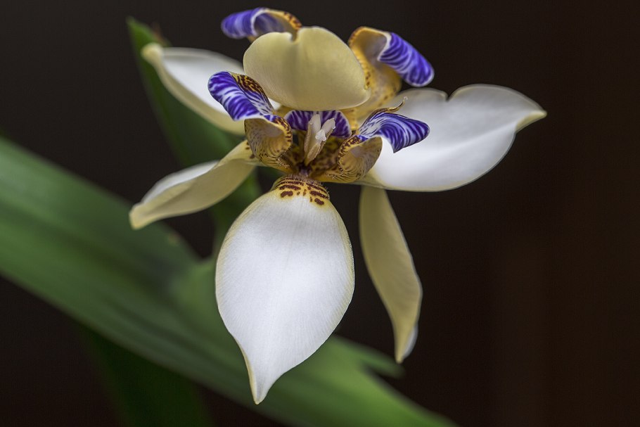 Ирис отросток