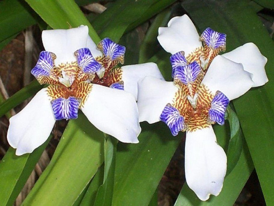 Комнатный Ирис неомарика