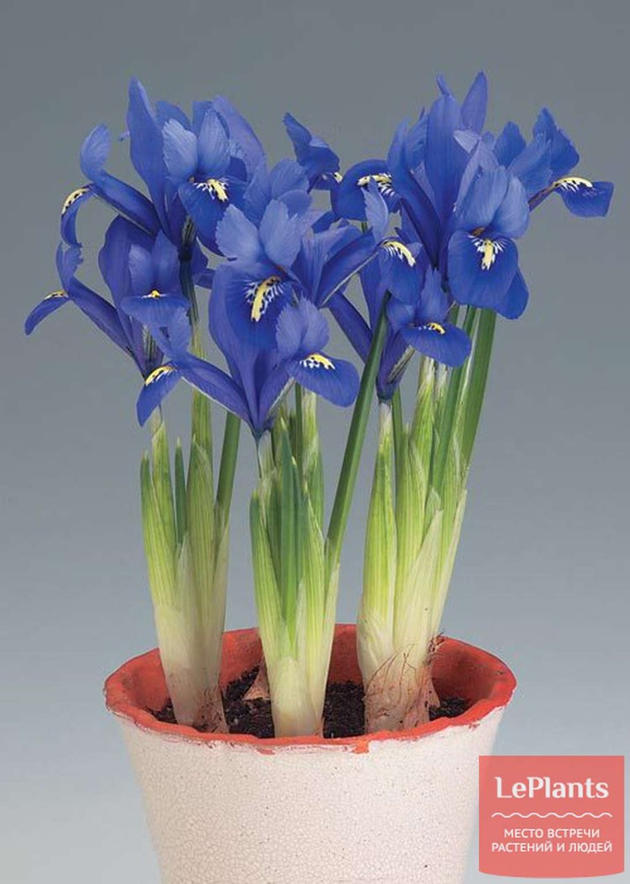 Цветок Апостольский Ирис