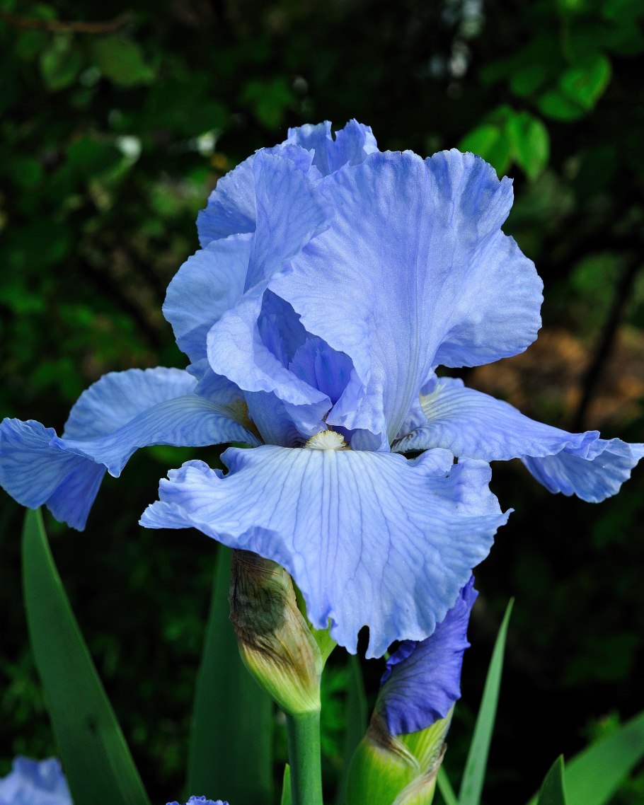 Neomarica gracilis Herb. Sprague комнатное