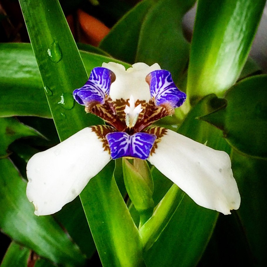 Разновидности ирисов комнатные