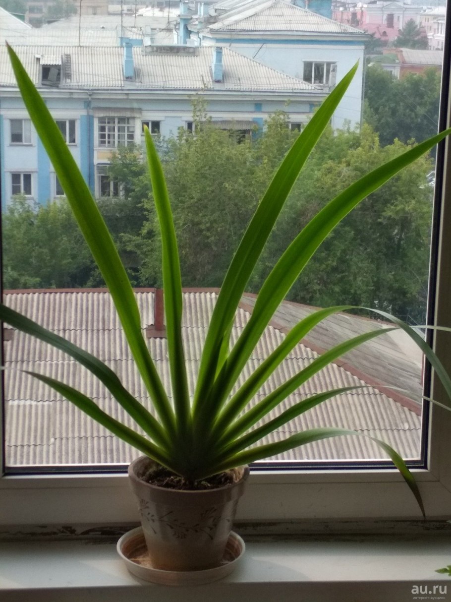 Неомарика Нортона