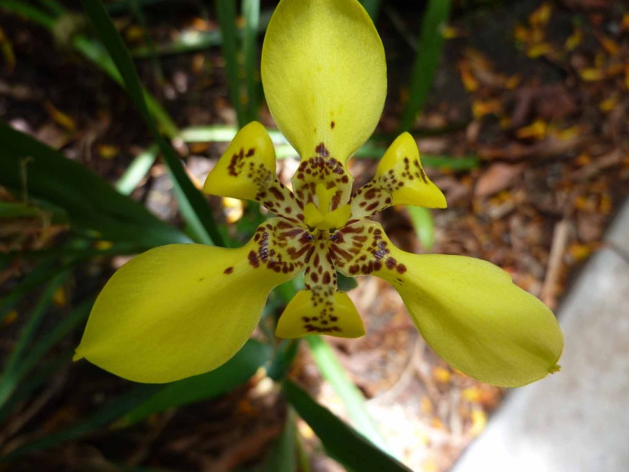 Цветок Ирис Касатик в горшке