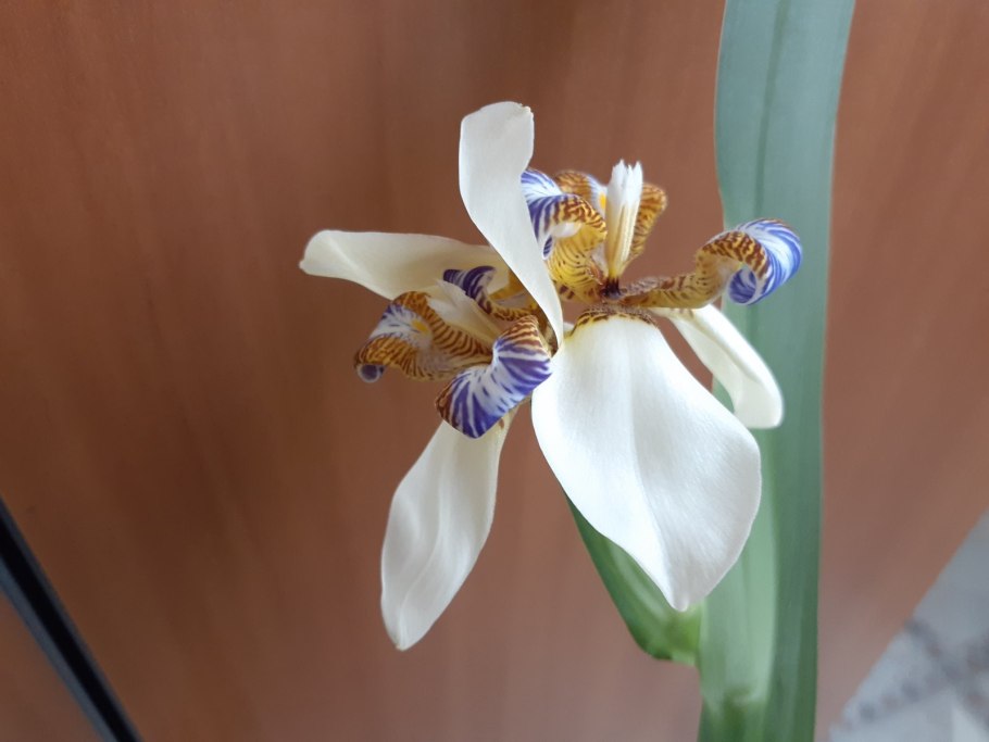 Неомарика желтая