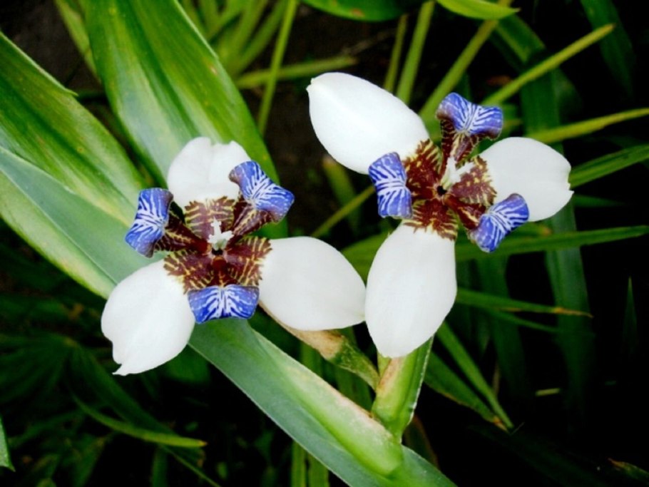 Неомарика шагающий Ирис